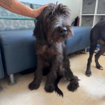 wilderness -  Mixed Breed Dog for Adoption in Hohenwald, Tennessee - Wilderness | PetCurious