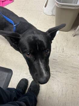 Border Collie and German Shepherd Dog Dogs Available for Adoption in Stockton, California - DEB | PetCurious