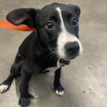 Terrier Dogs Available for Adoption - Tiara | PetCurious