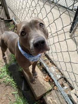 FOXY -  Pit Bull Terrier and Mixed Breed Dog for Adoption in Tulsa, Oklahoma - FOXY | PetCurious