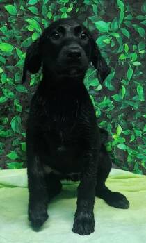 Xylophone -  Labrador Retriever and Mixed Breed Dog for Adoption in Elmira, New York - Xylophone | PetCurious