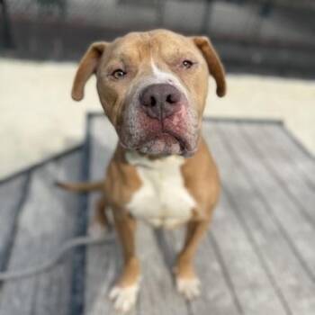 Rescue Pit Bull Terrier Dogs for Adoption in Philadelphia, Pennsylvania - Rocky | PetCurious
