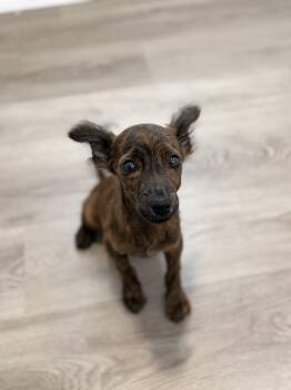 Navan -  Cocker Spaniel and Dachshund Dog for Adoption in San Diego, California - Navan | PetCurious