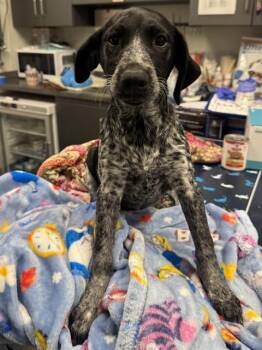 German Shorthaired Pointer and Mixed Breed Dogs Available for Adoption in Ontario, California - CABRINI | PetCurious