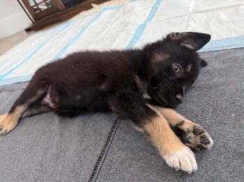 Edwin -  Shepherd and Terrier Dog for Adoption in Saugus, Massachusetts - Edwin | PetCurious