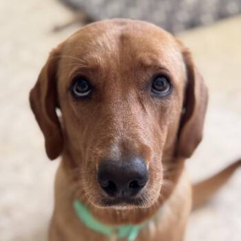 Golden Retriever Dogs Available for Adoption in San Juan, San Juan - Moka | PetCurious