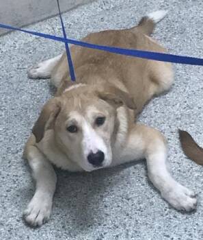 Labrador Retriever and Mixed Breed Dogs Available for Adoption in Conroe, Texas - FRANCIS | PetCurious