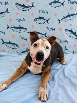 Tuna -  Pit Bull Terrier Dog for Adoption in Chickasha, Oklahoma - Tuna | PetCurious