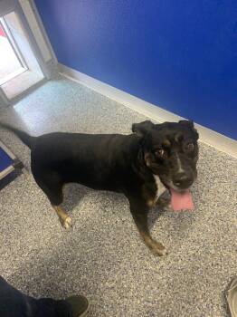 Rescue Labrador Retriever and Rottweiler Dogs for Adoption in Angola, Indiana - Hera | PetCurious