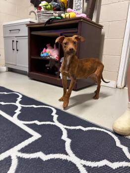 Snickers -  Mixed Breed Dog Available for Adoption in Metter, Georgia - Snickers | PetCurious