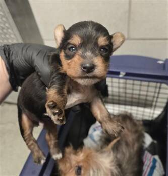 BEANIE -  Mixed Breed Dog for Adoption in Dallas, Texas - BEANIE | PetCurious