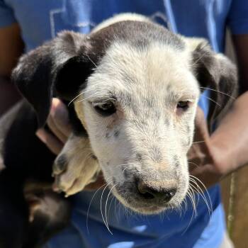 Labrador Retriever Dogs Available for Adoption - Briscoe - Local April 10-12 | PetCurious