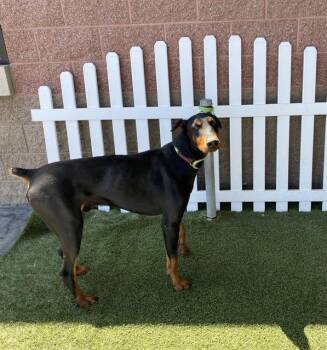 Doberman Pinscher Dogs Available for Adoption in Modesto, California - A610746 | PetCurious