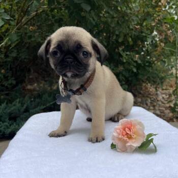 Mary Samsonite -  Pug and Mixed Breed Dog for Adoption in Fort Collins, Colorado - Mary Samsonite | PetCurious