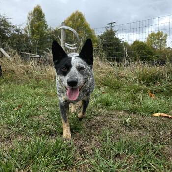 Rescue Australian Cattle Dog Blue Heeler Dogs for Adoption in Lake Cowichan, British Columbia - Sage | PetCurious