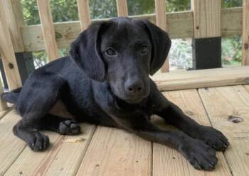 PUPPY BLACKMON -  Labrador Retriever Dog for Adoption in Franklin, Tennessee - PUPPY BLACKMON | PetCurious