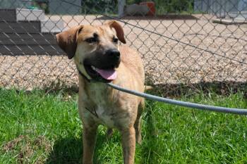 Pancake -  Hound Dog for Adoption in Winnabow, North Carolina - Pancake | PetCurious