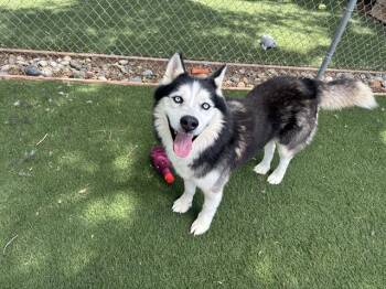 Siberian Husky Dogs Available for Adoption in Antioch, California - DEADMAU5 | PetCurious