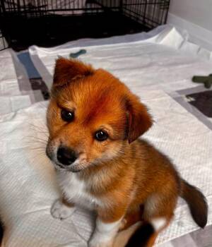 Dean -  Mixed Breed Dog for Adoption in Athens, Ontario - Dean | PetCurious