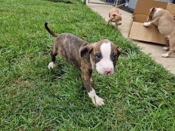 Dean -  Terrier Dog for Adoption in Aurora, Illinois - Dean | PetCurious