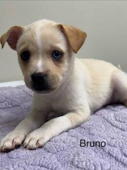 Pomeranian and Husky Dogs Available for Adoption in Lancaster, Pennsylvania - Bruno Puppy | PetCurious