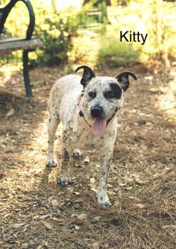Australian Cattle Dog Blue Heeler Dogs Available for Adoption - Kitty  | PetCurious