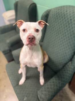 Rocket -  Pit Bull Terrier Dog for Adoption in Seneca, Pennsylvania - Rocket | PetCurious