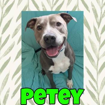 Pit Bull Terrier Dogs Available for Adoption - Petey | PetCurious