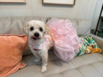 Mopsey Topsey the Sassafrass Sweetheart -  Shih Tzu and Lhasa Apso Dog for Adoption in Friendswood, Texas - Mopsey Topsey The Sassafrass Sweetheart | PetCurious