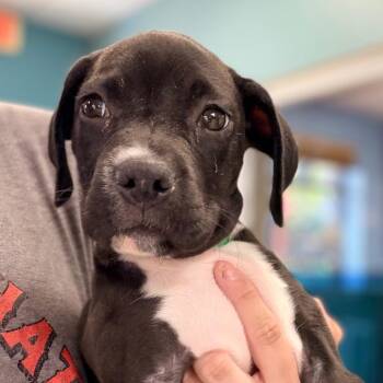 Belle -  Black Labrador Retriever Dog for Adoption in Columbus, Georgia - Belle | PetCurious