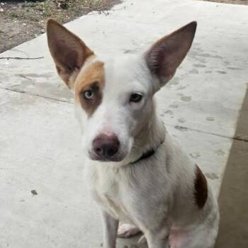 Terrier and Mixed Breed Dogs Available for Adoption in Corpus Christi, Texas - Sugar | PetCurious
