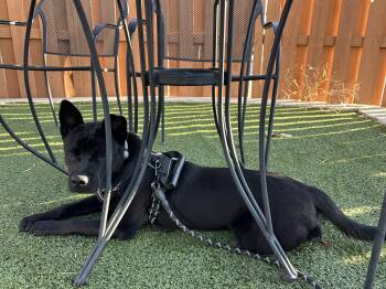 Rescue Chow Chow and Belgian Shepherd Malinois Dogs for Adoption in Dripping Springs, Texas - Koda | PetCurious