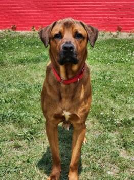 Rescue Mixed Breed Dogs for Adoption in West Chester, Pennsylvania - Marty | PetCurious