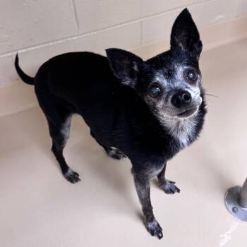 Wessy -  Mixed Breed Dog for Adoption in Winston-salem, North Carolina - Wessy | PetCurious