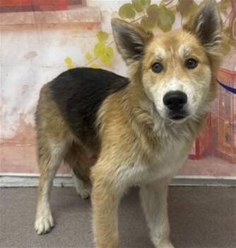 German Shepherd Dog and Mixed Breed Dogs Available for Adoption in San Bernardino, California - DEX | PetCurious