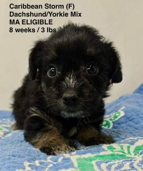 Dachshund and Yorkshire Terrier Dogs Available for Adoption in Pomfret, Connecticut - CARRIBEAN STORM | PetCurious