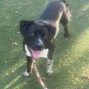 Mazie -  Pit Bull Terrier Dog for Adoption in Indianapolis, Indiana - Mazie | PetCurious