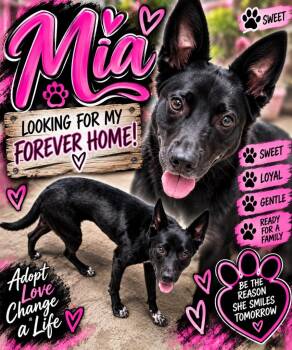 Mia -  Mixed Breed Dog for Adoption in Shelbyville, Tennessee - Mia | PetCurious