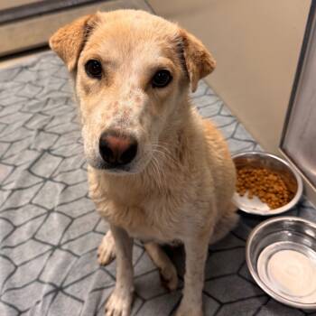 Rescue Mixed Breed Dogs for Adoption in Flagstaff, Arizona - Petunia | PetCurious