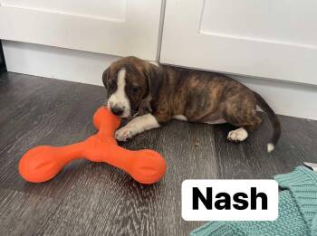 Rescue Beagle Dogs for Adoption in Elburn, Illinois - Nash | PetCurious