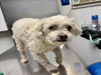 REINA -  Poodle Dog for Adoption in Woodland, California - REINA | PetCurious