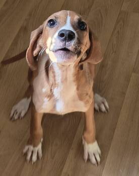 Oliver -  Mixed Breed Dog for Adoption in Raleigh, North Carolina - Oliver | PetCurious