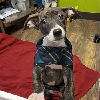 Mixed Breed Dogs Available for Adoption - Bayla | PetCurious