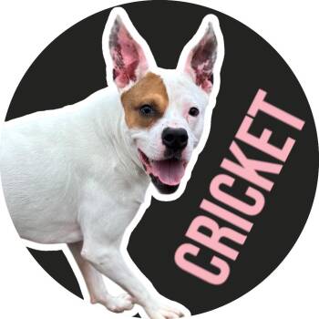 Rescue Mixed Breed Dogs for Adoption in Fort Worth, Texas - Cricket | PetCurious