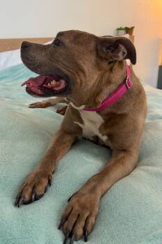 Shirley -  Mixed Breed Dog for Adoption in Cincinnati, Ohio - Shirley | PetCurious