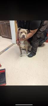 Boxer and Labrador Retriever Dogs Available for Adoption - Jovi | PetCurious