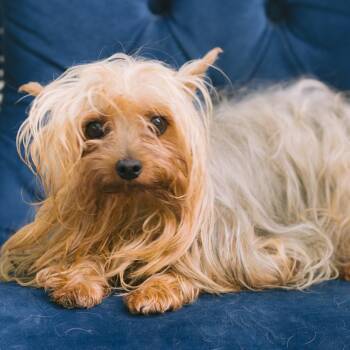 Libby -  Yorkshire Terrier Dog for Adoption in Zionsville, Indiana - Libby | PetCurious
