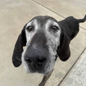 Gary -  Plott Hound Dog for Adoption in Harrisonburg, Virginia - Gary | PetCurious