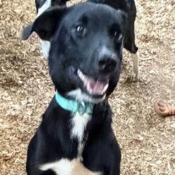 Harrison -  German Shepherd Dog and Mixed Breed Dog for Adoption in Anderson, Texas - Harrison | PetCurious