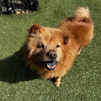 Mixed Breed Dogs Available for Adoption in Asheville, North Carolina - Marlin | PetCurious